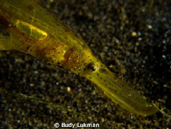 Robust Ghostpipefish Face by Budy Lukman 